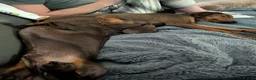 Mixed Breed dogs for adoption: James 1 Year Old Segugio Hound Gentle Sensitive • in Sleaford - Advert 5