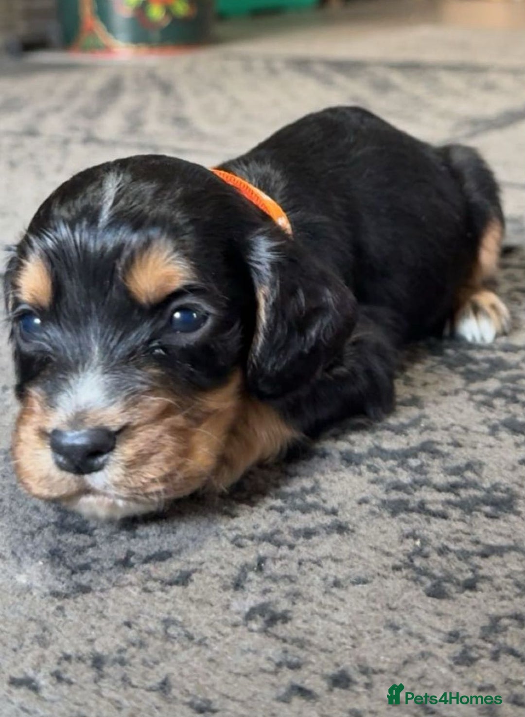 Cocker Spaniel dogs for sale: Cocker spaniel puppies - Advert 4