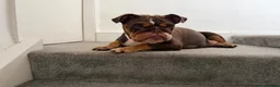 English Bulldog dogs for sale: Stunning English Bulldog Puppies 💖 - Advert 2