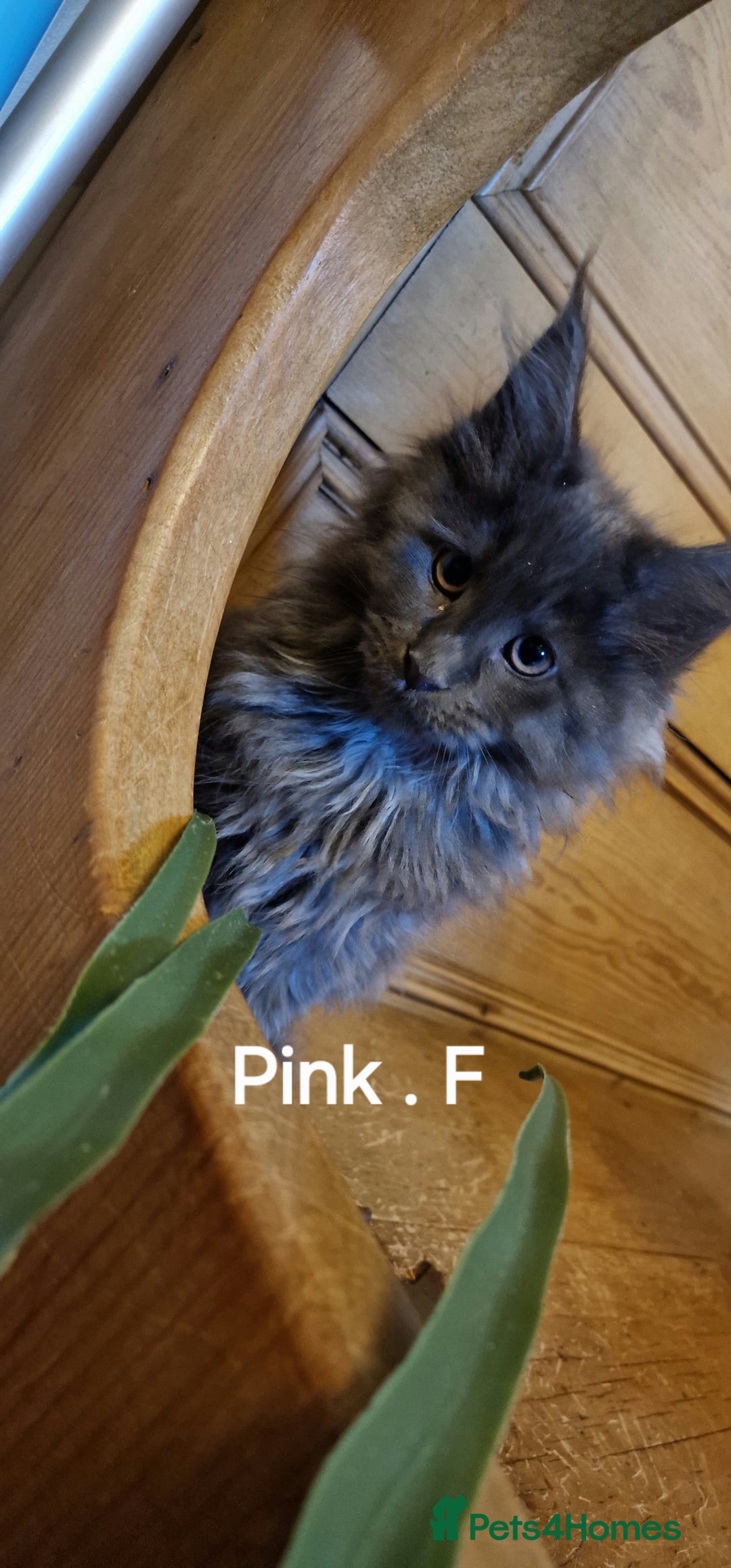 Maine Coon cats for sale: Maine coon kittens  - Advert 4