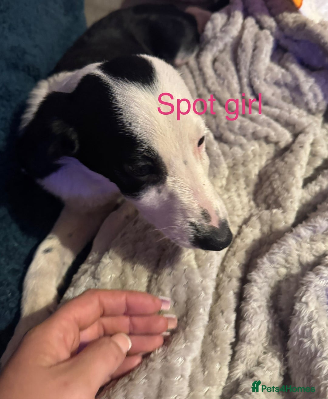 Mixed Breed dogs for sale: Springer cross collie  - Image 12