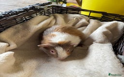 Guinea Pig rodents for sale: Beautiful baby guinea pigs for sale  - Image 7