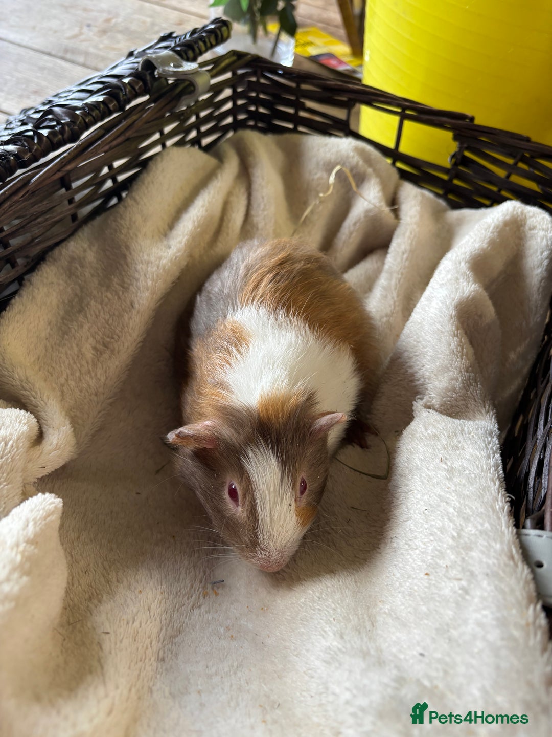 Guinea Pig rodents for sale: Beautiful baby guinea pigs for sale  - Image 7