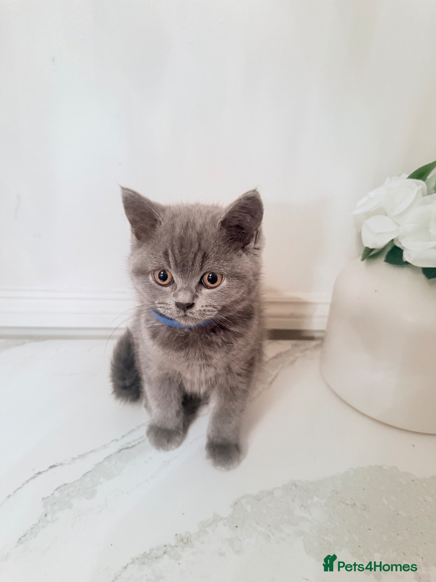 British Shorthair cats PEDIGREE British Shorthair Kittens - Advert 3