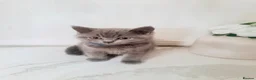 British Shorthair cats for sale: PEDIGREE British Shorthair Kittens - Advert 1