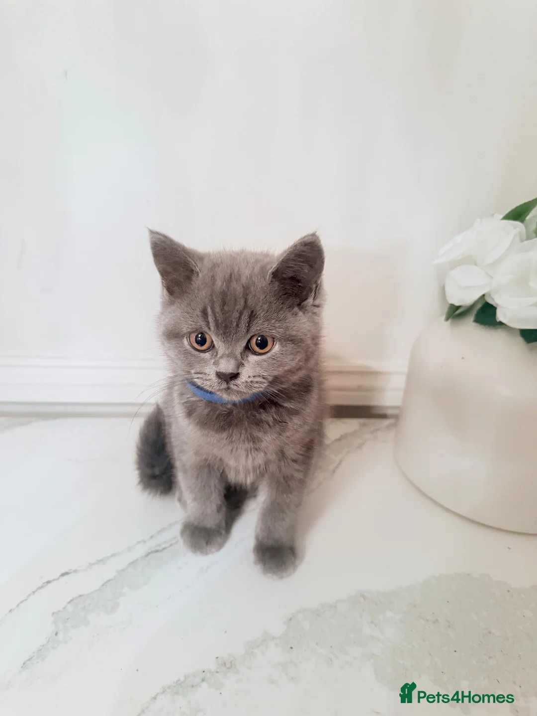 British Shorthair cats for sale: PEDIGREE British Shorthair Kittens - Advert 1