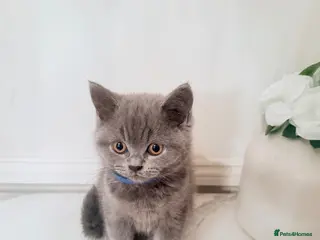 British Shorthair cats PEDIGREE British Shorthair Kittens - Advert 3