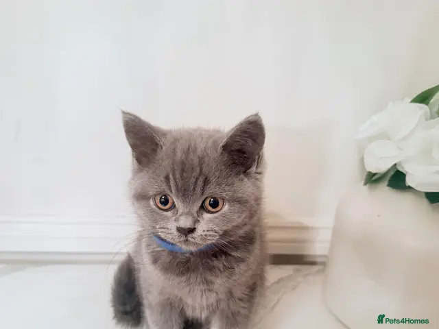British Shorthair cats PEDIGREE British Shorthair Kittens - Advert 14