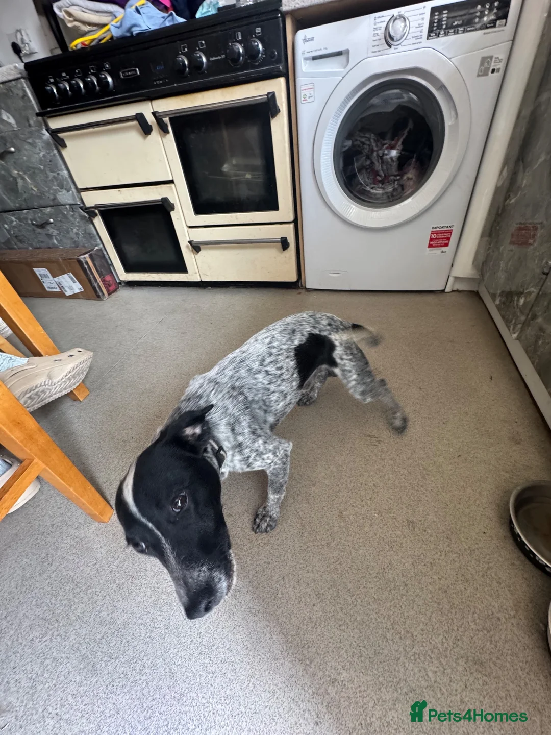Mixed Breed dogs for sale: Turbo  in Plymouth - Advert 5