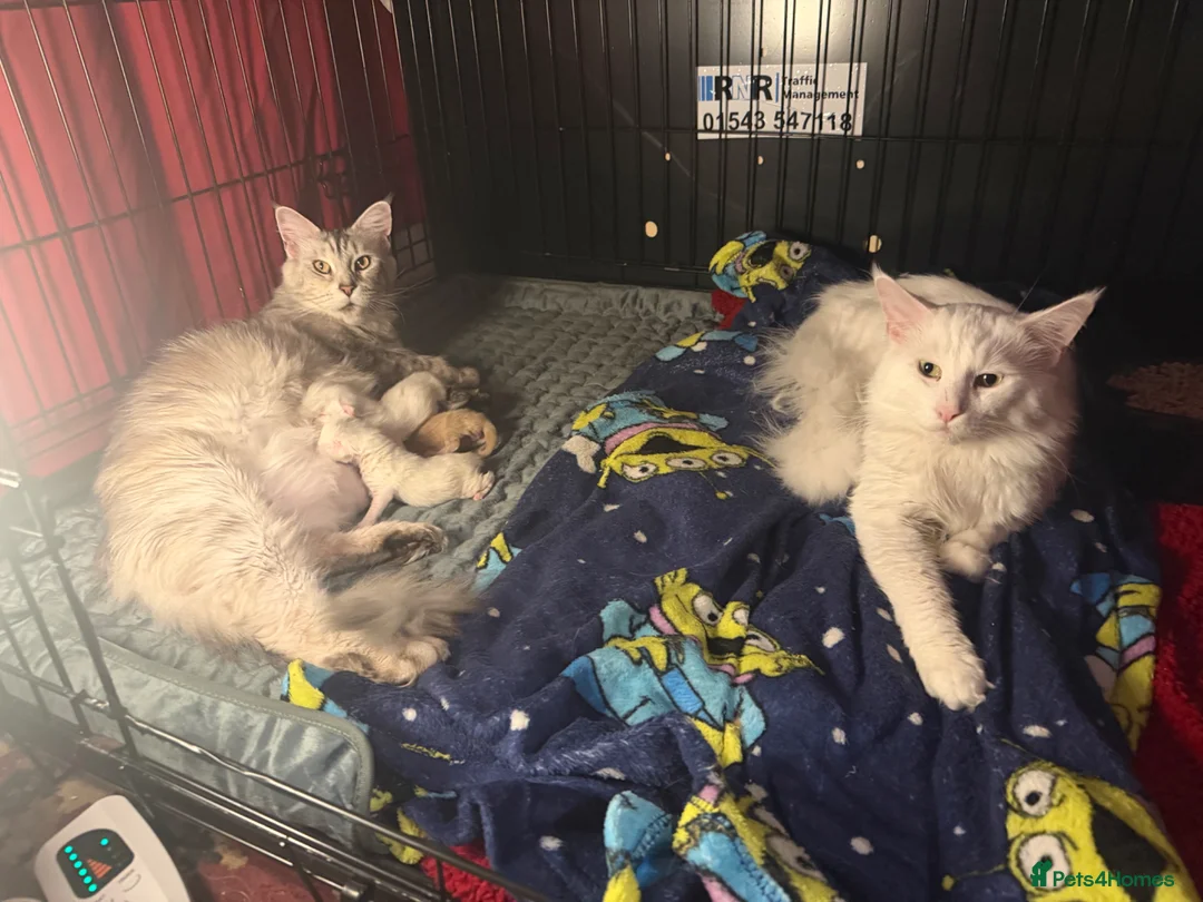 Maine Coon cats for sale: 4 Mainecoon kittens for sale in Newtown - Advert 2