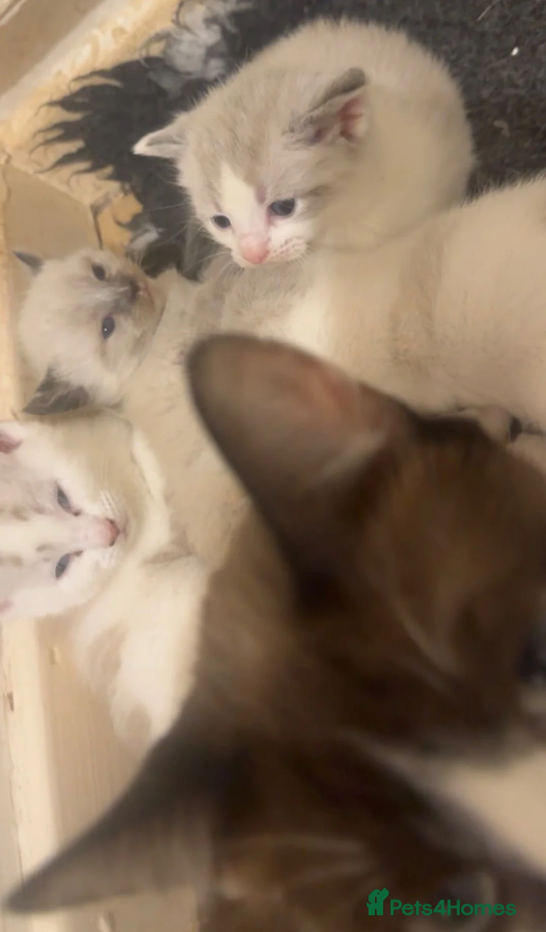 Mixed Breed cats for sale: Adorable Ragdoll Kittens  in London - Advert 2
