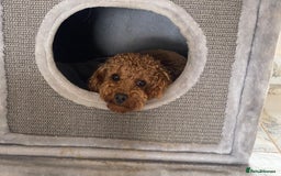 Cockapoo dogs for sale: TOY Cockapoo/ SHOW type F1 / License - Image 21