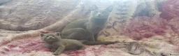 Russian Blue cats for sale: Fully TICA reg pedigree stunning kittens-READY NOW - Advert 7