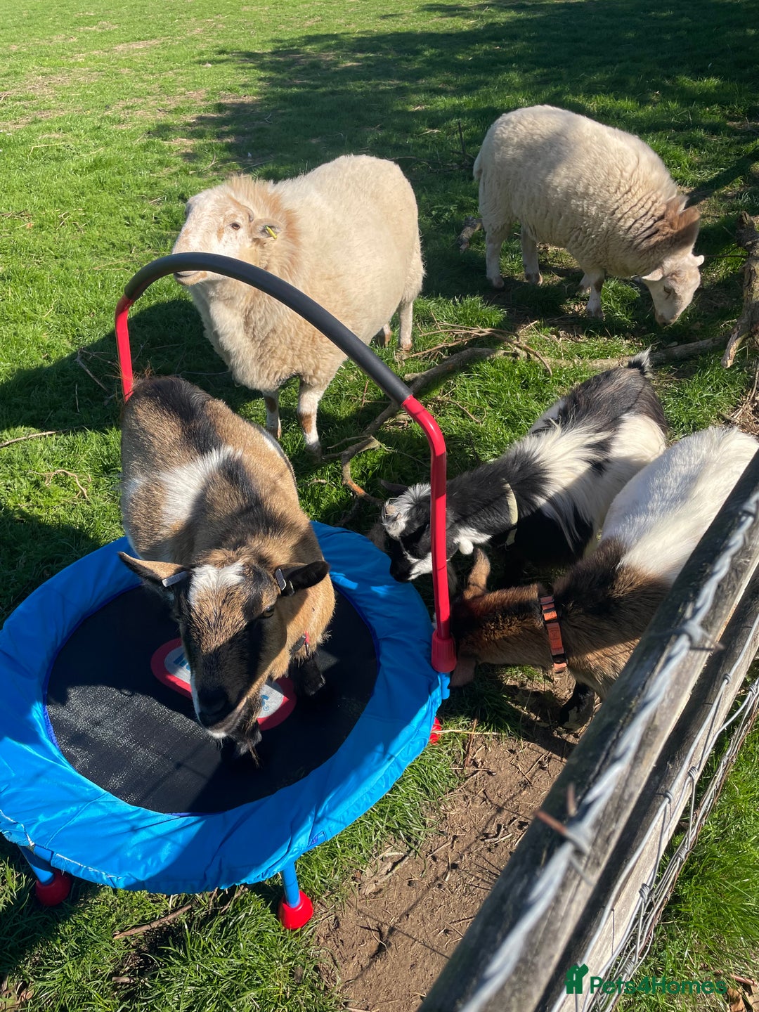 Goats livestock for sale: Three gorgeous male Pygmy goats. Must go together. - Advert 9