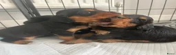Cocker Spaniel dogs for sale: KC Registered Working Cocker Spaniel Puppies - Advert 4