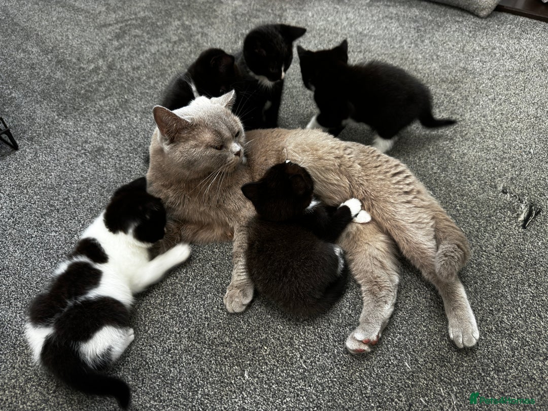 British Shorthair cats for sale: British short hair cross  - Image 19
