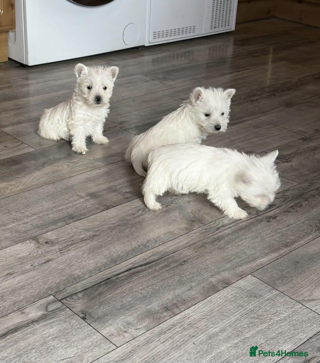 West Highland Terrier dogs Stunning Health Tested Puppies - Advert 2