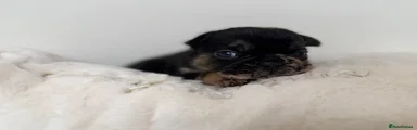 Pedro