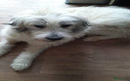 Mixed Breed dogs for adoption: Meet VICTOR - a superb big boy, for a Loving Home - Image 21