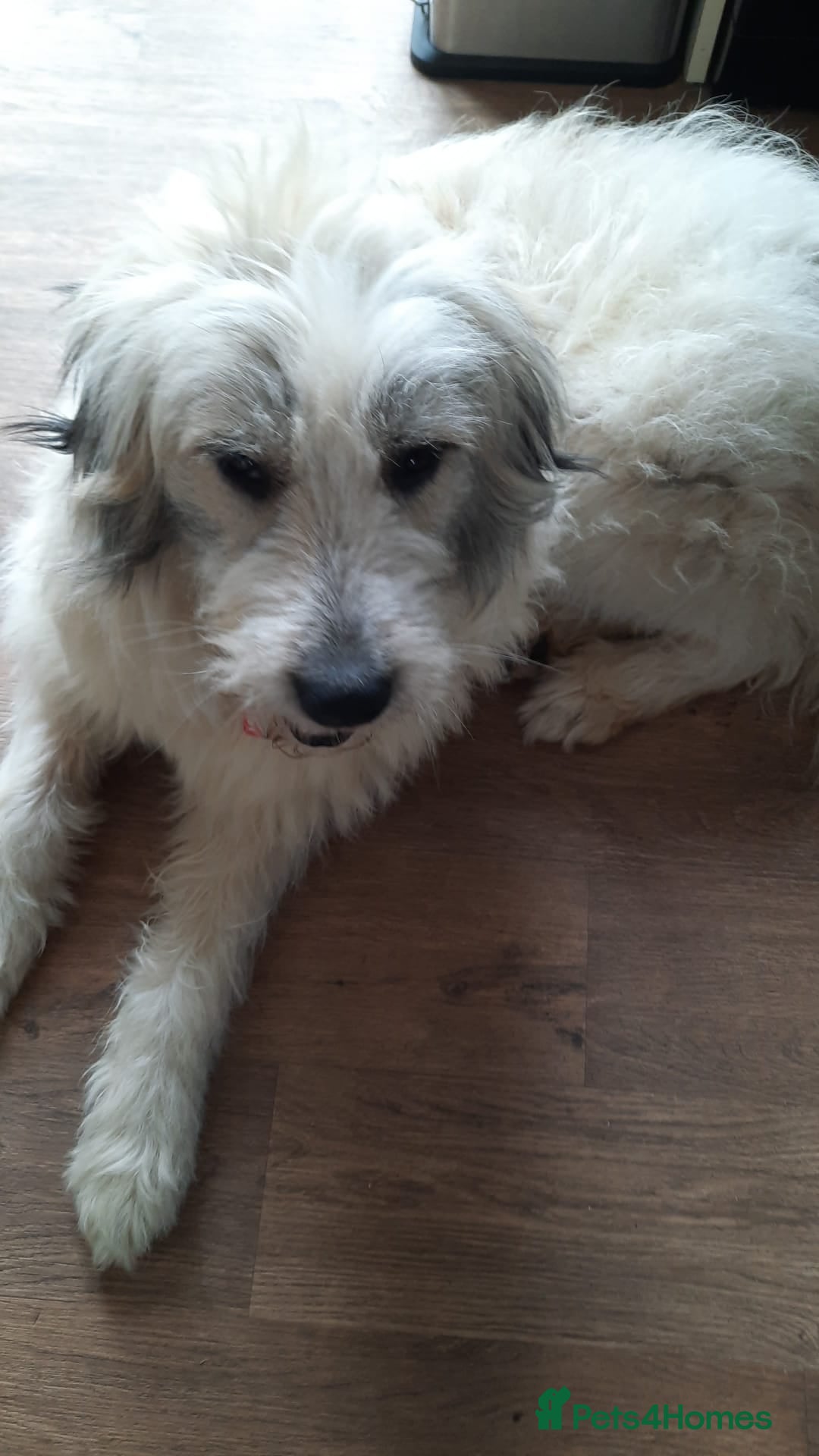 Mixed Breed dogs for adoption: Meet VICTOR - a superb big boy, for a Loving Home - Image 21