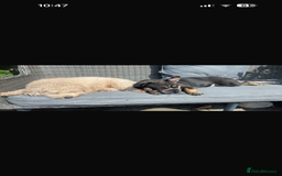 Mixed Breed dogs for sale:  Healthy Cavapoo x French Velvet Bulldog Puppies - Image 9