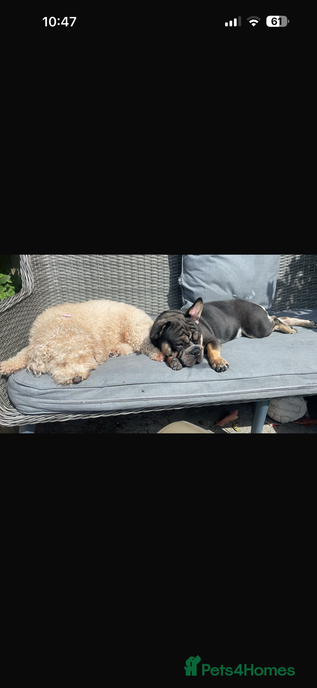 Mixed Breed dogs for sale:  Healthy Cavapoo x French Velvet Bulldog Puppies - Image 9