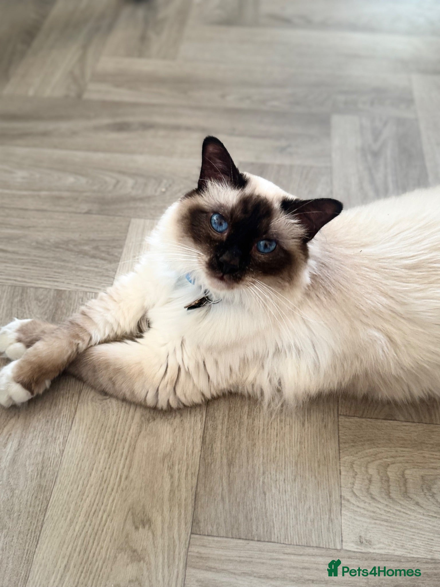 Birman cats Birman cat - Advert 16