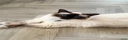 Birman cats for sale: Birman cat - Advert 1