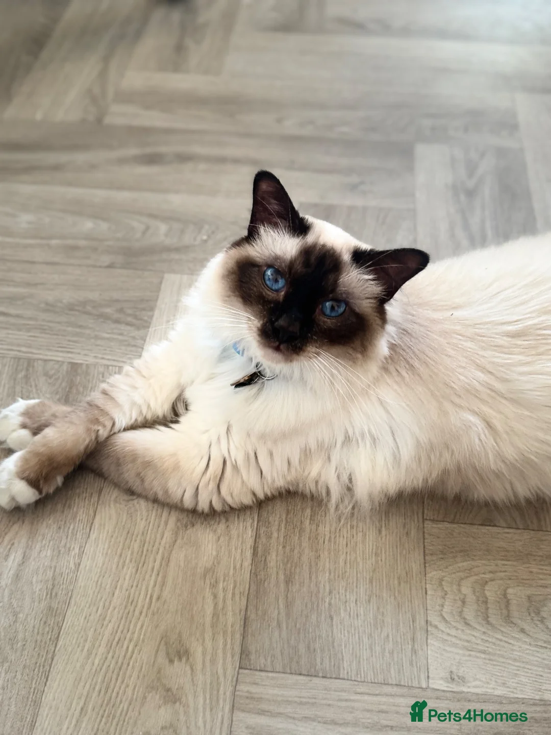 Birman cats for sale: Birman cat - Advert 1