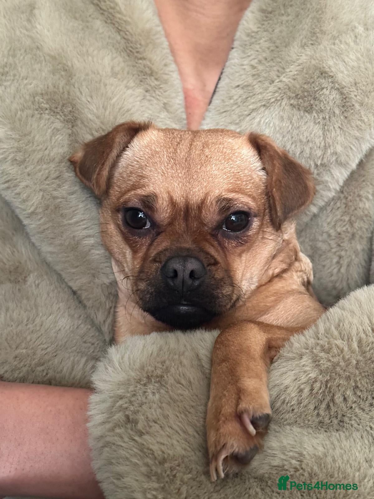 Jug dogs Jug (Jack Russell & Pug) Female  - Advert 1