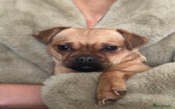 Jug dogs for sale: Jug (Jack Russell & Pug) Female  - Image 1
