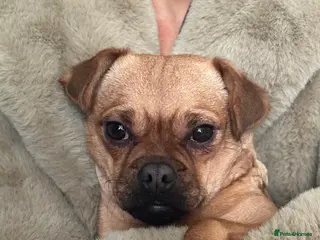 Jug dogs Jug (Jack Russell & Pug) Female - Advert 1