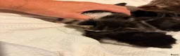 Mixed Breed cats for sale: Ragdoll cross tabby kittens ready in 3 weeks  - Advert 12