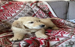 Golden Retriever dogs for sale: Beautiful Chunky golden retriever  - Advert 8
