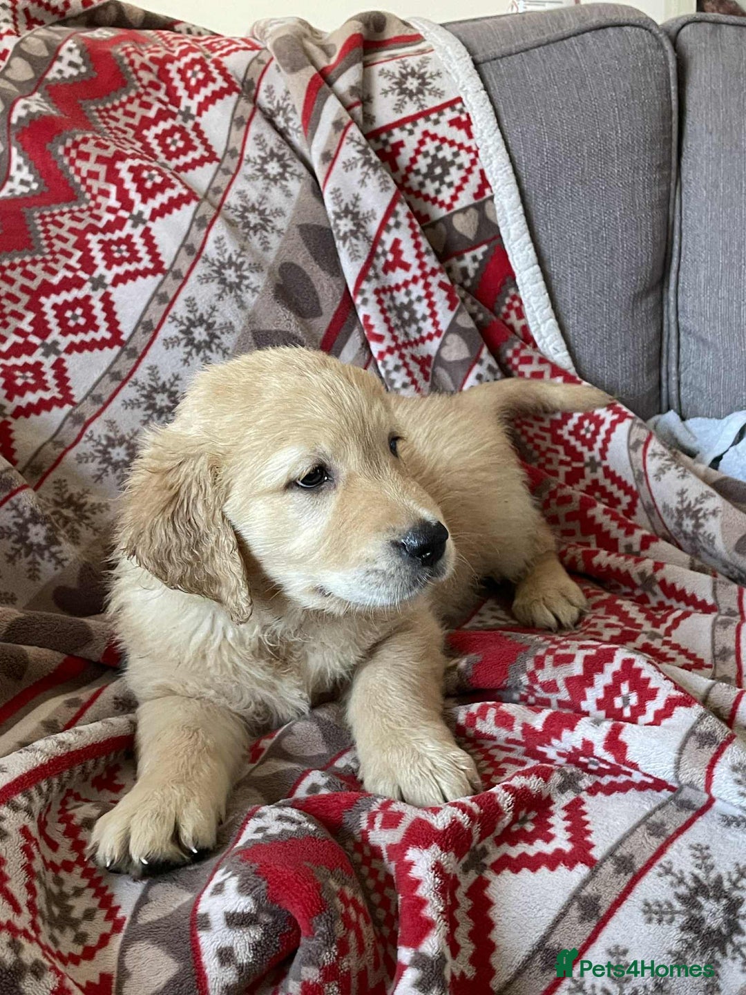 Golden Retriever dogs for sale: Beautiful Chunky golden retriever  - Advert 8