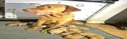 Labrador Retriever dogs for sale: 🐾 Labrador Puppies – Fox Red & Golden 🐾 - Advert 11
