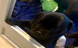 Staffordshire Bull Terrier dogs for sale: Floyd & Sky - Advert 20