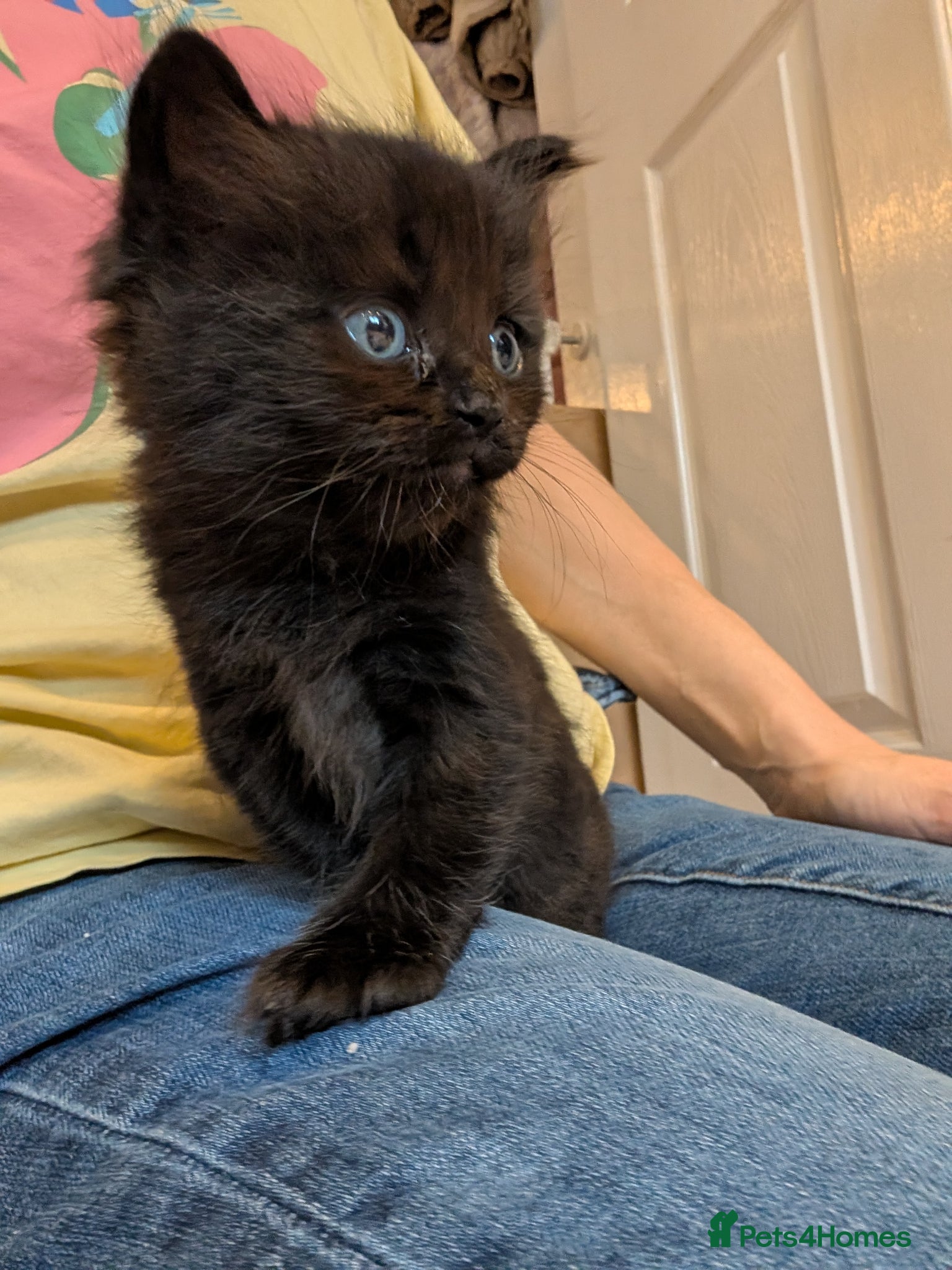 British Longhair cats *1 LEFT* British Longhair X Maine Coon Kittens - Advert 1