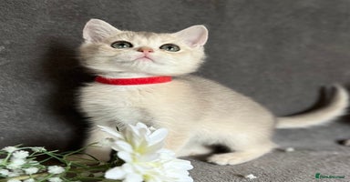 British Shorthair cats - Advert 2