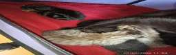 Mixed Breed cats for sale: KITTENS LOOKING FOR LOVING HOMES - Advert 29