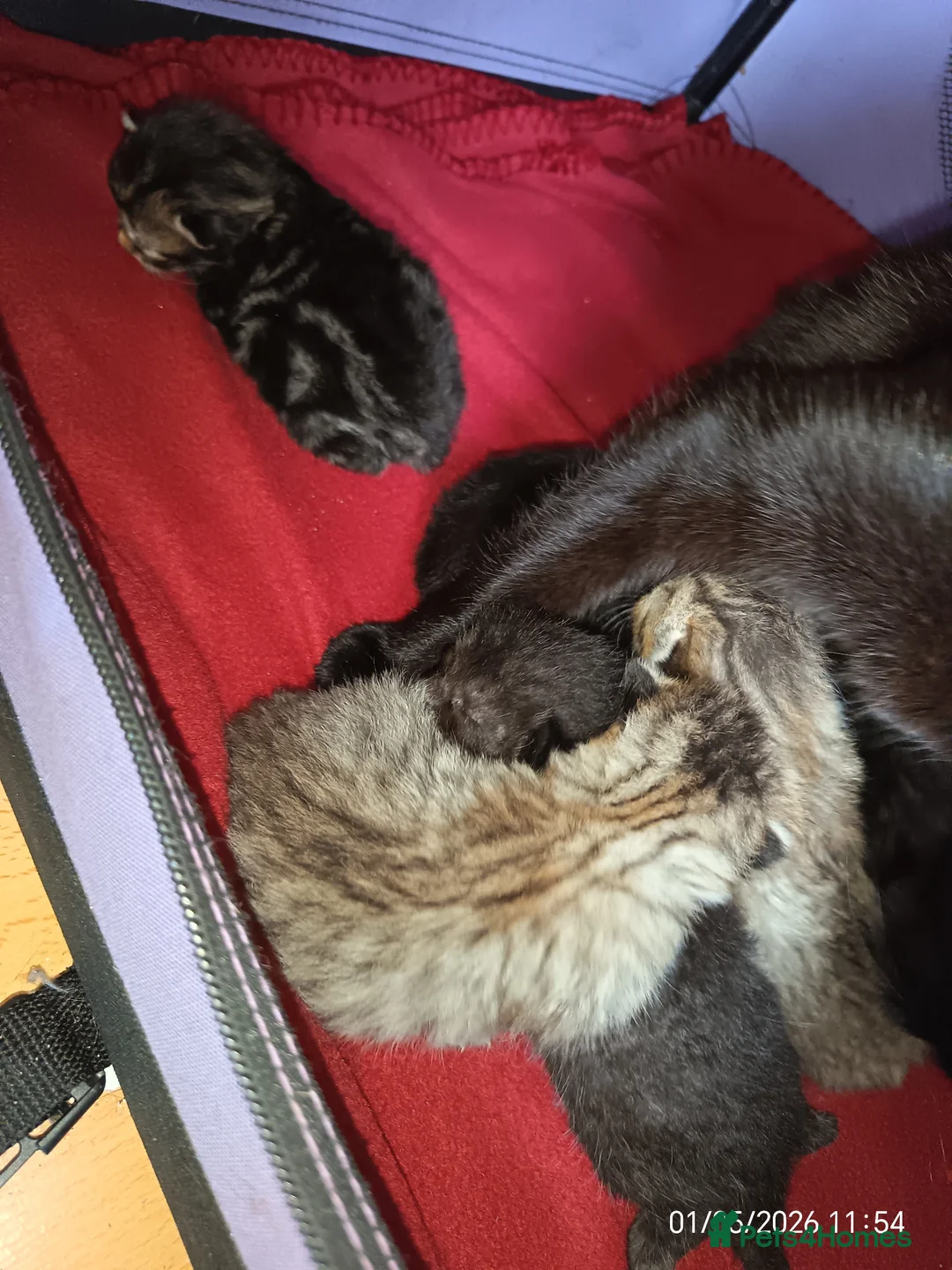 Mixed Breed cats for sale: KITTENS LOOKING FOR LOVING HOMES - Advert 29