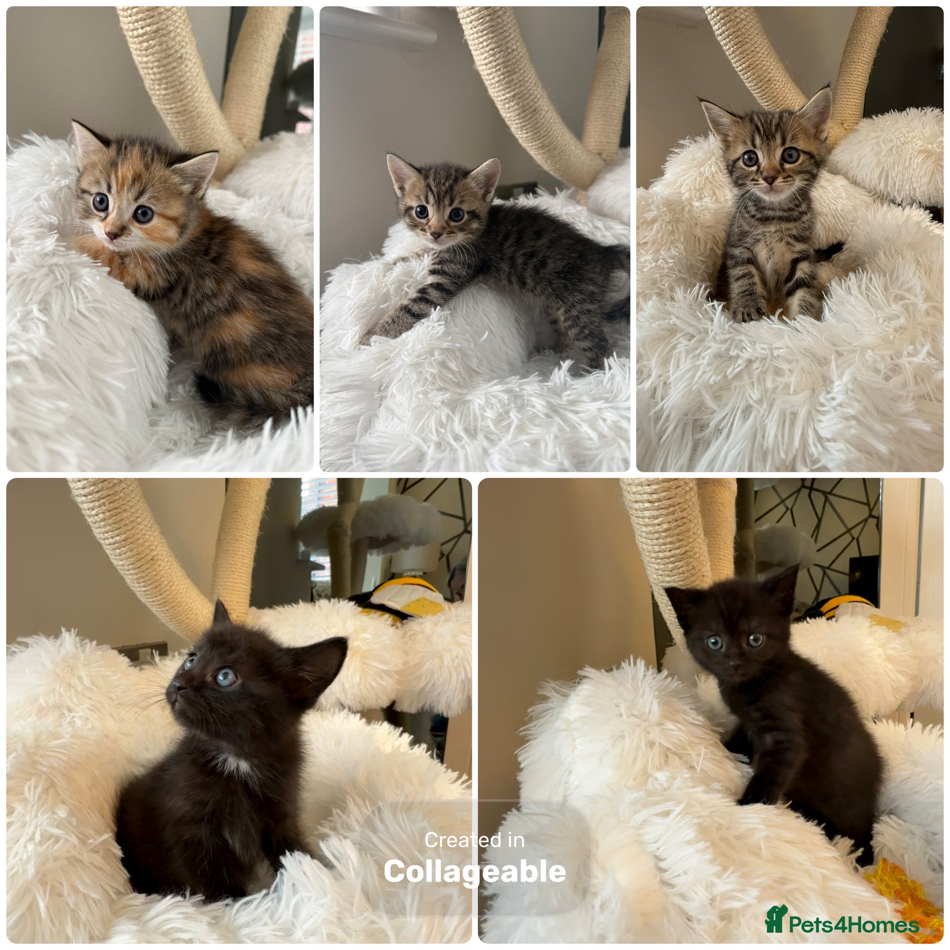 Mixed Breed cats Gorgeous kittens with stunning markings - Advert 1