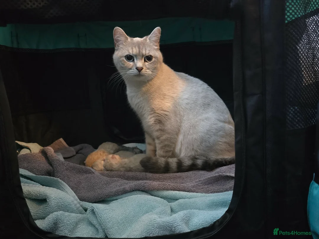 British Shorthair cats for sale: British short-haired, cross ragdoll kittens - Advert 1