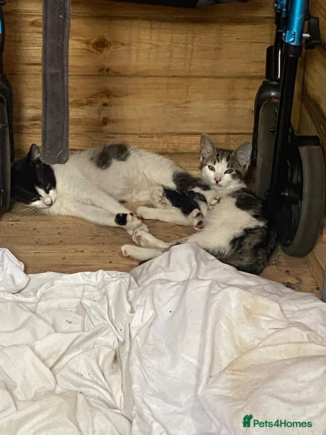Mixed Breed cats for sale: KITTENS INNEED OF HOME in Swansea - Advert 2