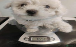 Maltese dogs for sale: Ready to go ! Gorgeous Maltese girls for salee - Image 5