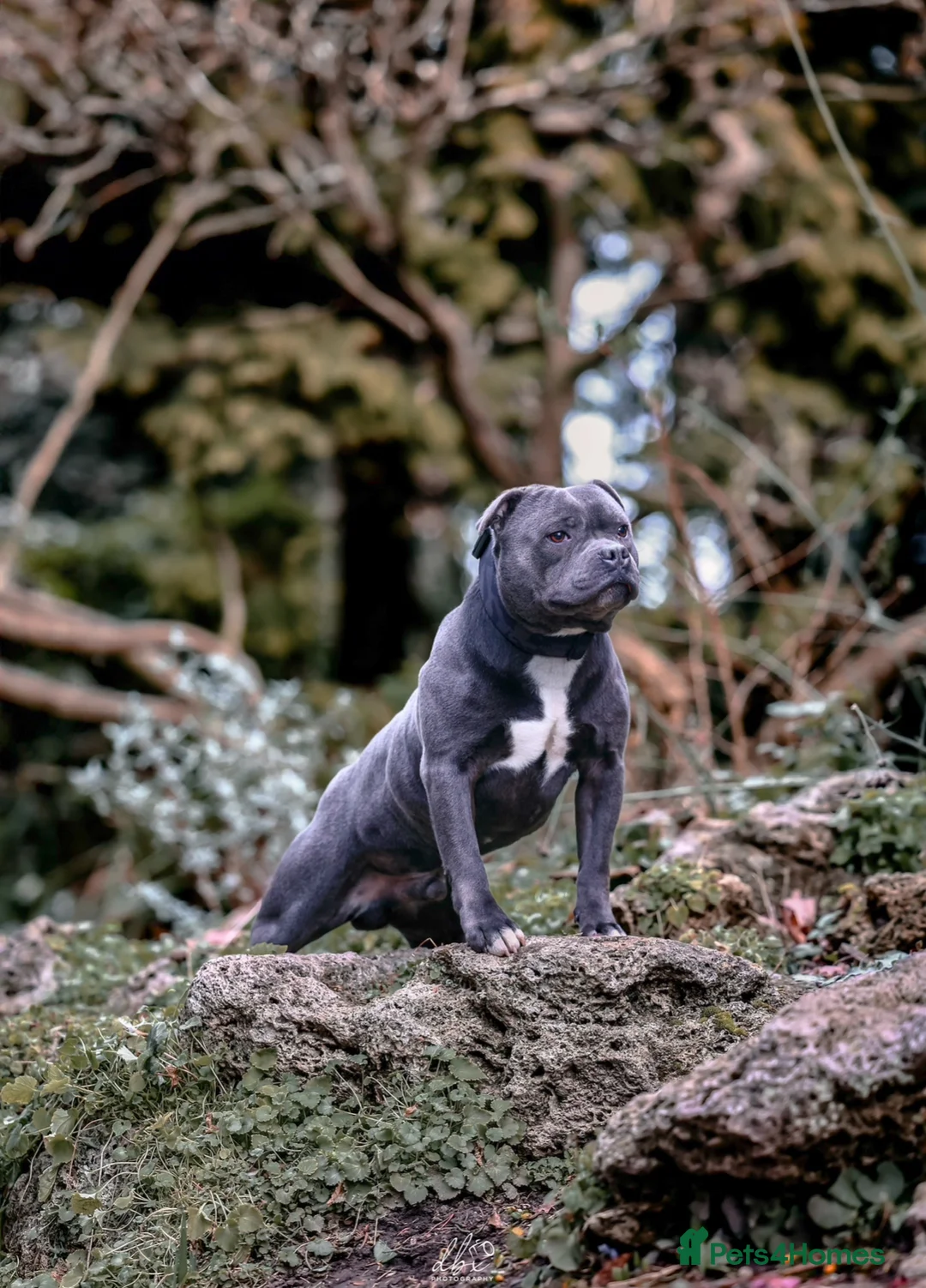 Staffordshire Bull Terrier dogs for stud: NARCOS! THE U.K’s FINEST STAFFY AVAILABLE NOW! in Nottingham - Advert 17