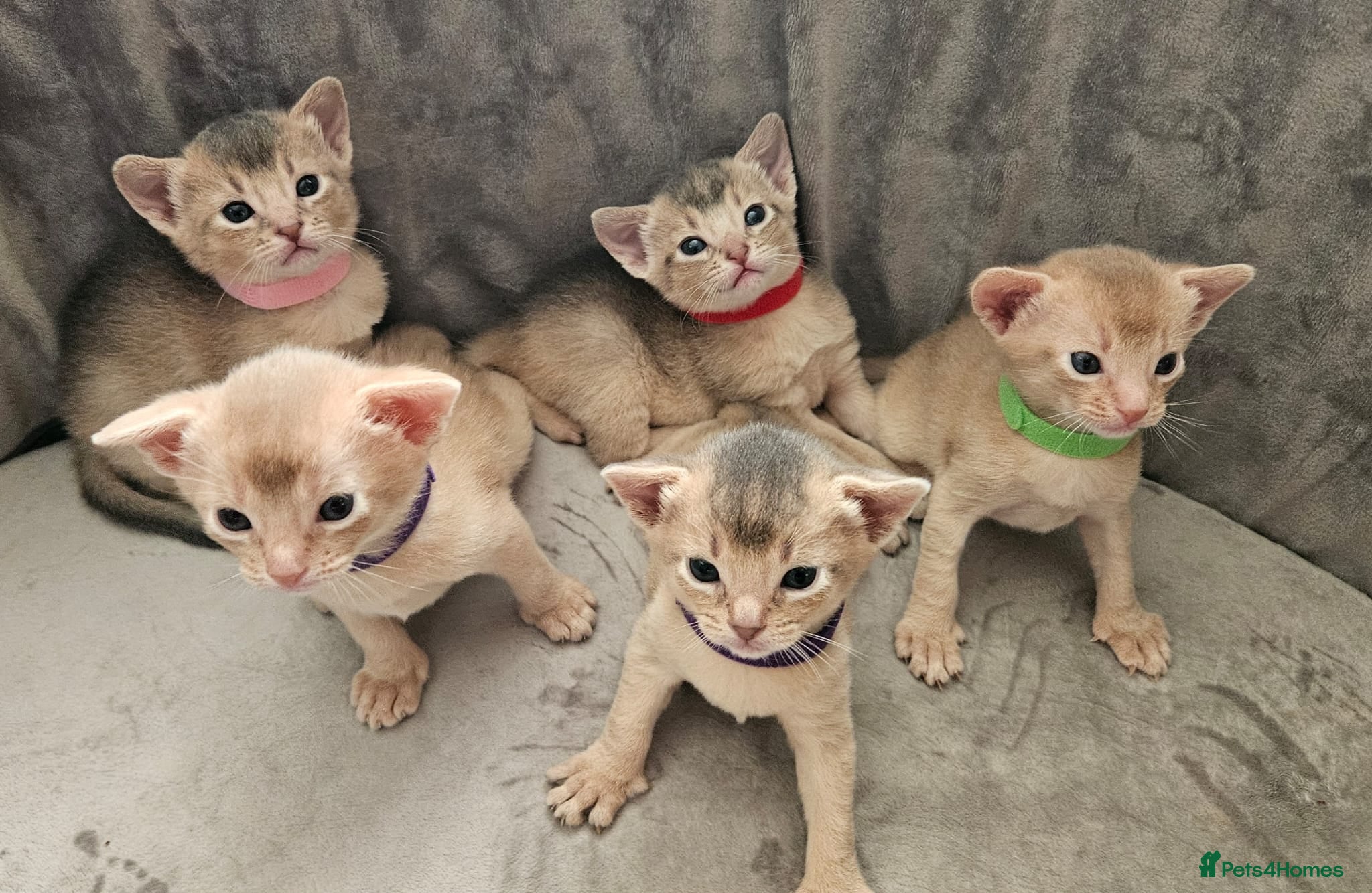 Abyssinian cats Abyssinian  - Advert 4