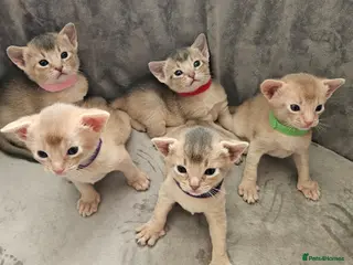 Abyssinian cats Abyssinian - Advert 4