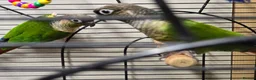 Conures birds for sale: breeding pair of conures in Dover - Advert 3