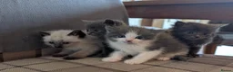 Mixed Breed cats for sale: Gorgeous ragdoll cross kittens  - Advert 4